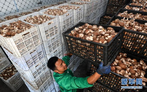 訂單農業助農增收，陜西留壩商貿新篇章